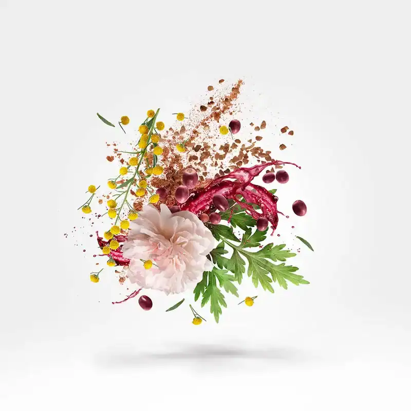 زرجوف ایکس ای 1861 زفیرو