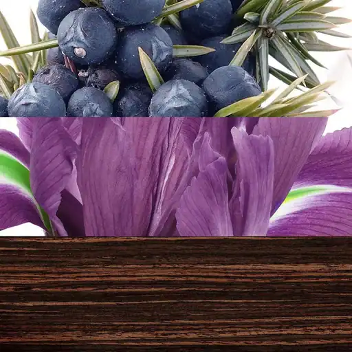 دیویدف د گیم