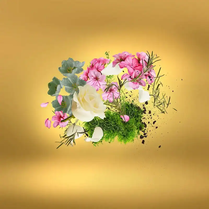 زرجوف کاسافیوچرا (کاسافوتورا)
